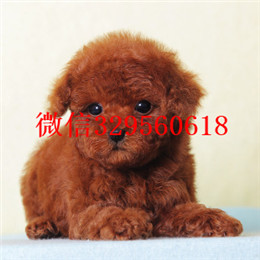  许昌哪里有卖茶杯犬纯种茶杯犬价格犬舍出售