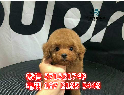 大连泰迪犬出售 茶杯泰迪狗狗 长不大泰迪犬幼犬