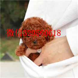  南宁哪里有卖茶杯犬纯种茶杯犬多少钱茶杯犬