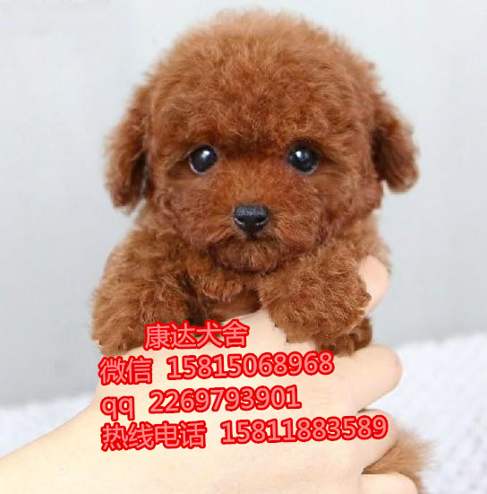 深圳哪里有卖玩具贵宾价位是多少?