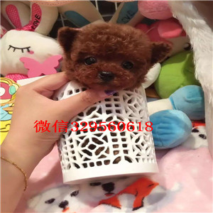  晋中哪里卖茶杯犬多少钱茶杯犬能长多大犬舍