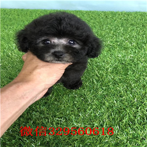  威海哪里有卖茶杯犬纯种茶杯犬价格茶杯犬灰