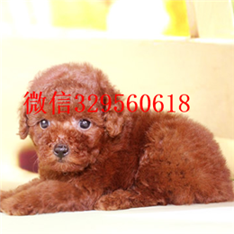  贵阳哪里能买到纯种茶杯犬纯种茶杯犬价格茶