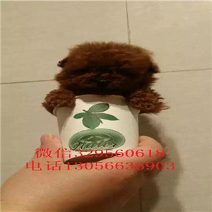  北京哪里能买到纯种茶杯犬纯种茶杯犬多少钱