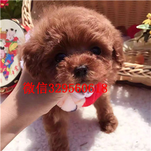  西安哪里能买到纯种茶杯犬茶杯犬能长多大茶