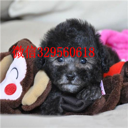  扬州哪里有纯种茶杯出售纯种茶杯犬多少钱犬舍出售茶杯犬茶杯犬图片