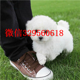  扬州哪里有纯种茶杯出售纯种茶杯犬多少钱犬