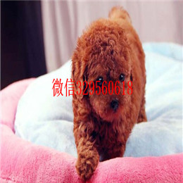  青岛哪里能买到纯种茶杯犬茶杯犬能长多大茶