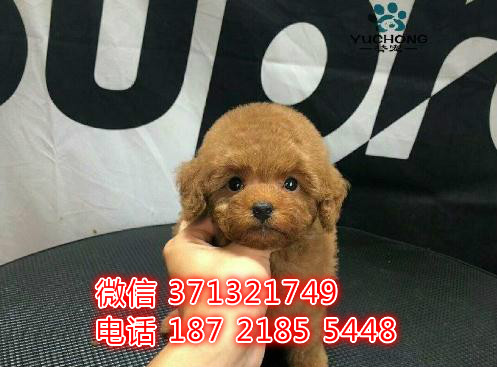 专业泰迪出售 专业繁殖 狗场出售 北京犬舍出