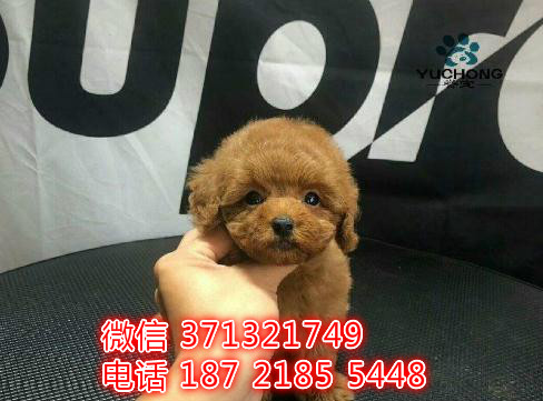 大连泰迪犬出售 茶杯泰迪狗狗 长不大泰迪犬幼犬