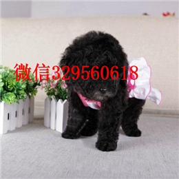  扬州哪里有纯种茶杯出售纯种茶杯犬多少钱犬舍出售茶杯犬茶杯犬图片