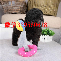  扬州哪里有纯种茶杯出售纯种茶杯犬多少钱犬舍出售茶杯犬茶杯犬图片