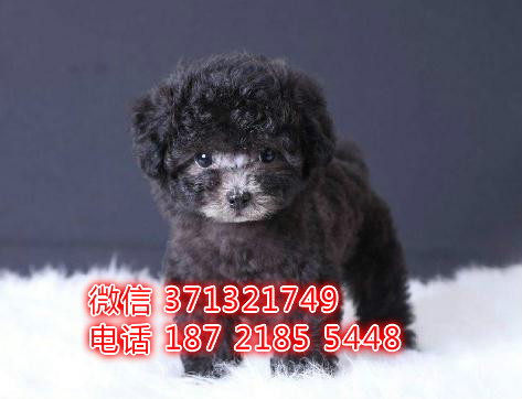 泰迪宝宝出售纯种 小型犬泰迪狗狗 健康聪明