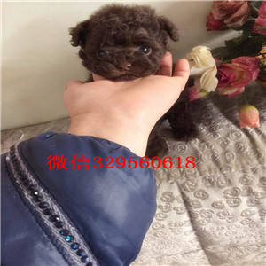  赤峰哪里能买到纯种茶杯犬茶杯犬能长多大茶