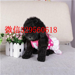  深圳哪里能买到纯种茶杯犬袖珍茶杯犬出售茶