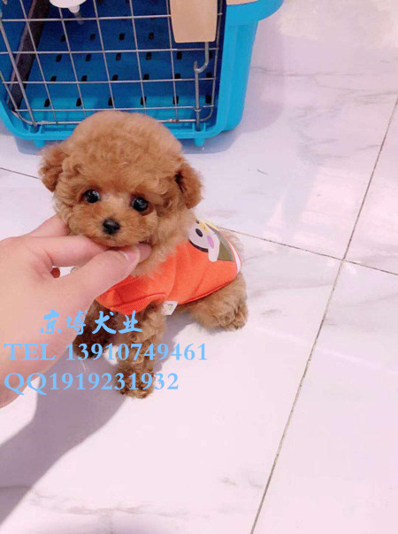 售卖茶杯玩具泰迪犬 北京泰迪犬价格