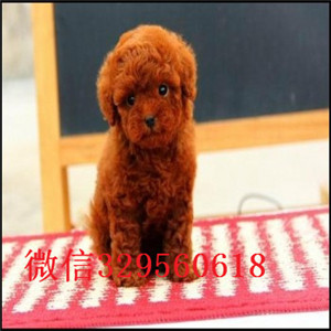  天津哪里卖茶杯犬多少钱茶杯犬价格茶杯犬好养活吗茶杯犬图片