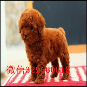  天津哪里卖茶杯犬多少钱茶杯犬价格茶杯犬好养活吗茶杯犬图片