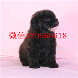  青岛哪里卖茶杯犬多少钱茶杯犬能长多大茶杯犬多只可选茶杯犬图片