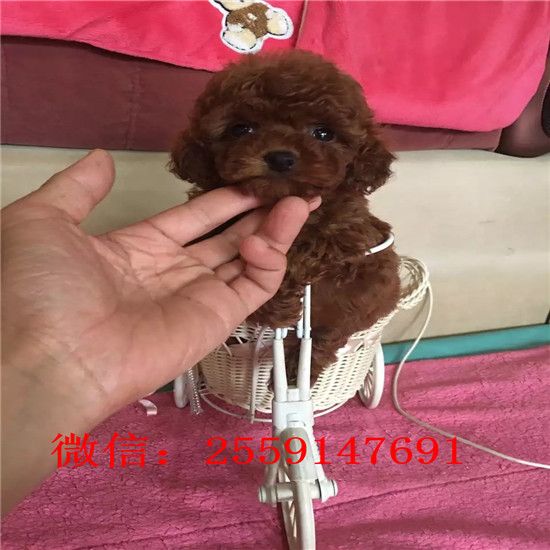 宁波哪里卖泰迪犬 宁波玩具泰迪怎么卖的 宁波