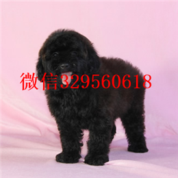  青岛哪里卖茶杯犬多少钱茶杯犬能长多大茶杯犬多只可选茶杯犬图片