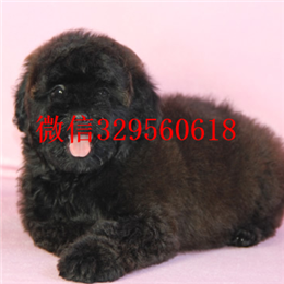  青岛哪里卖茶杯犬多少钱茶杯犬能长多大茶杯犬多只可选茶杯犬图片