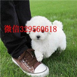  宁波哪里有卖茶杯犬茶杯犬能长多大茶杯犬灰