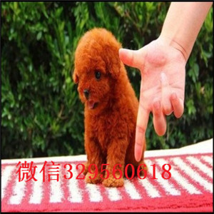  天津哪里卖茶杯犬多少钱茶杯犬价格茶杯犬好