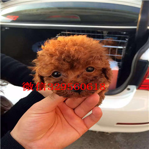  天津出售泰迪狗宠物狗泰迪幼犬贵宾犬小体茶