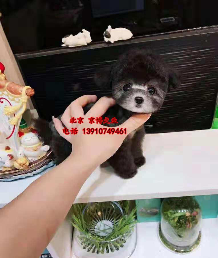 哪里卖泰迪犬 茶杯泰迪犬 纯种泰迪多少钱