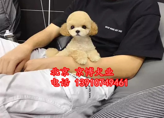 赛级泰迪犬 北京小体茶杯泰迪犬出售