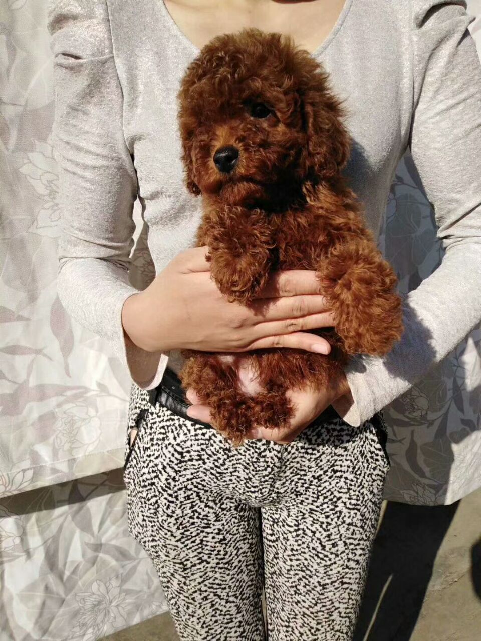 云南易门卖狗狗场常年卖纯种泰迪犬