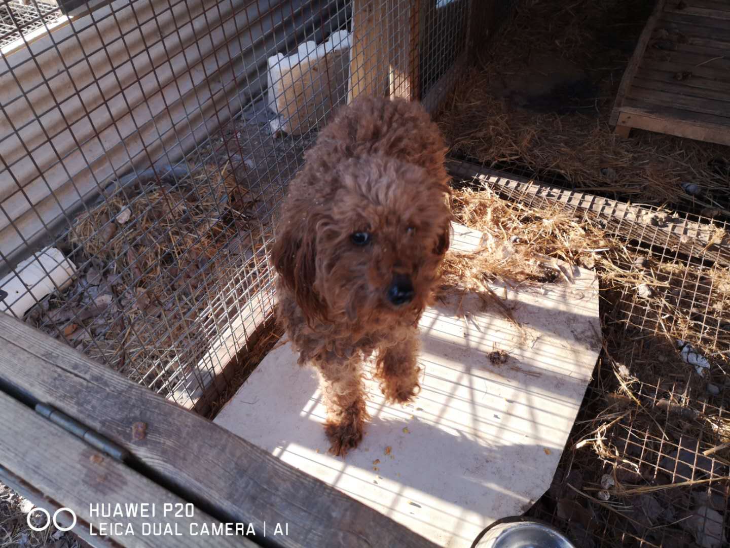 活泼好动的泰迪犬