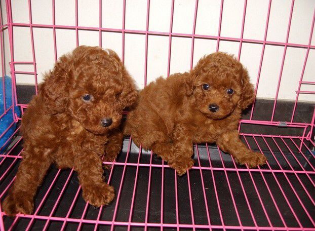 丽江卖泰迪丽江哪里买到纯种泰迪