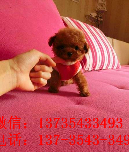 西安宠物狗狗出售纯种泰迪犬幼犬迷你茶杯泰迪犬领养宠