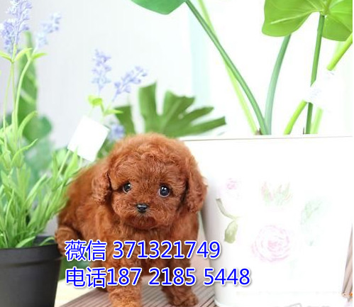 福州犬舍出售泰迪犬狗狗 福州狗场在哪里 特价泰迪