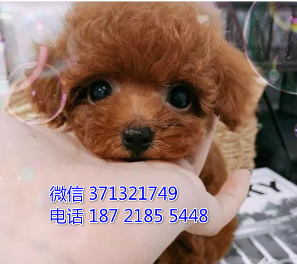 深圳狗场 泰迪犬出售纯种 深圳特价宠物狗狗专卖