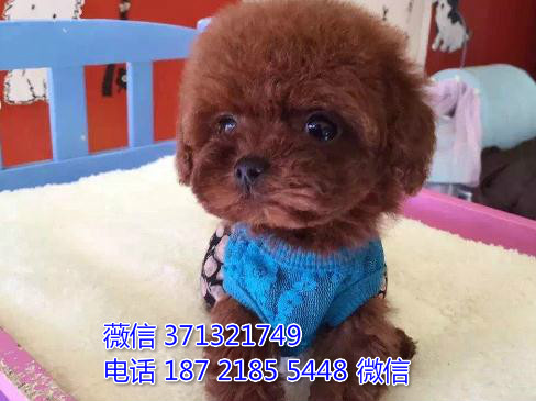 杭州犬舍狗场出售泰迪犬狗狗，贵宾犬幼犬 杭州狗场在哪里