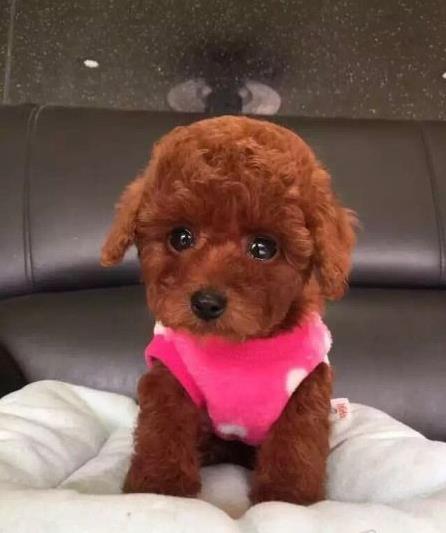 无锡宠物狗狗出售纯种泰迪幼犬茶杯泰迪犬领养