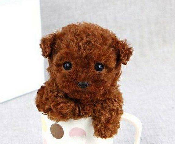 温州宠物狗狗出售纯种泰迪幼犬茶杯泰迪犬领养