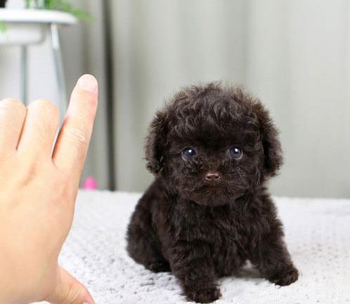 西安犬舍出售纯种泰迪犬 宠物狗网站卖狗买狗