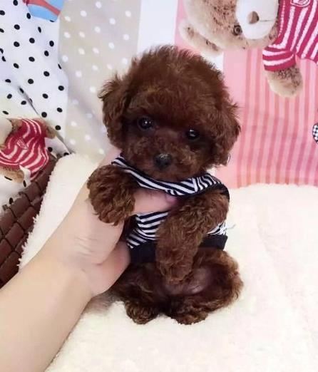 大连宠物狗狗出售纯种泰迪犬幼犬迷你茶杯泰迪