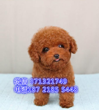 杭州泰迪犬出售纯种幼犬 杭州狗场出售贵宾犬幼犬狗狗