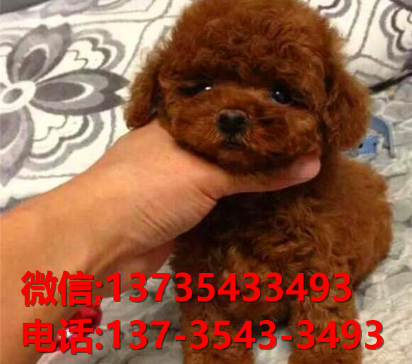 西安犬舍出售纯种泰迪犬 迷你泰迪哪里有卖宠