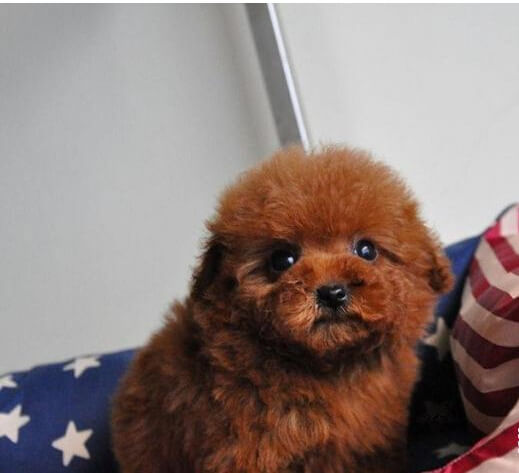 沈阳犬舍出售纯种泰迪犬幼犬小茶杯泰迪狗市在