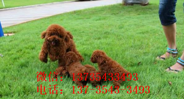 无锡宠物狗狗出售纯种泰迪幼犬茶杯泰迪犬领养