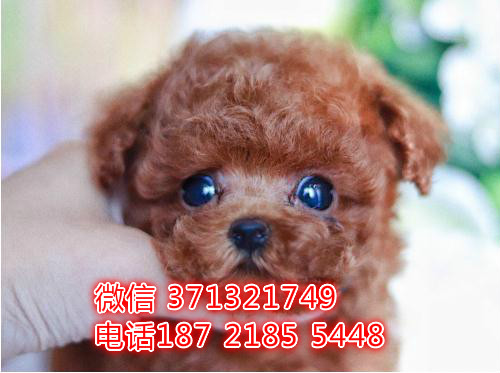 泰迪犬出售纯种幼犬 无锡犬舍狗场出售泰迪犬