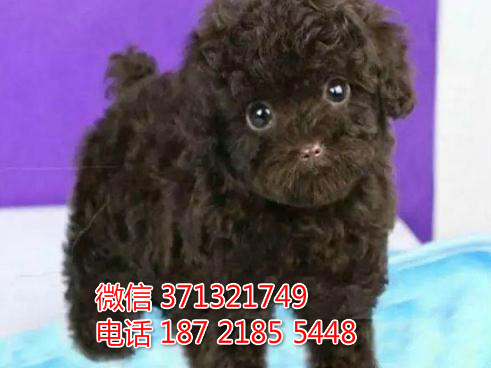 特价泰迪犬出售纯种 茶杯泰迪狗狗 特惠保售后