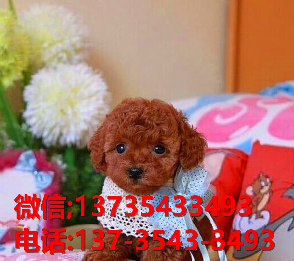 济南宠物狗犬舍出售纯种泰迪犬 狗市场在哪有狗卖狗信息