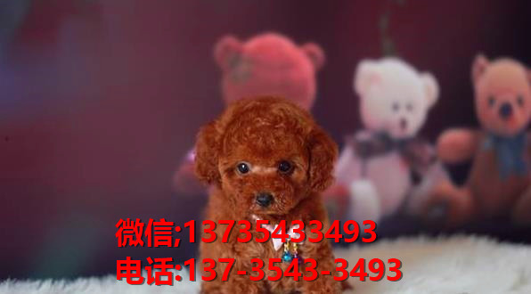 青岛宠物狗犬舍出售纯种泰迪犬 狗市场在哪有狗卖狗信息